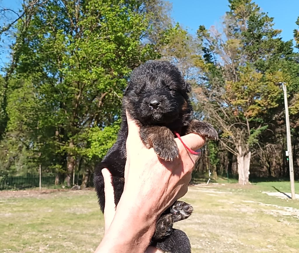De L'Airial De Chênes - Chiots disponibles - Berger Allemand Poil Long