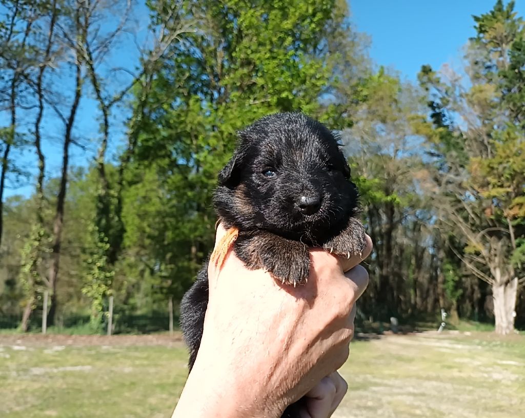 De L'Airial De Chênes - Chiots disponibles - Berger Allemand Poil Long