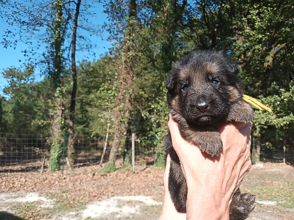 De L'Airial De Chênes - Chiots disponibles - Berger Allemand