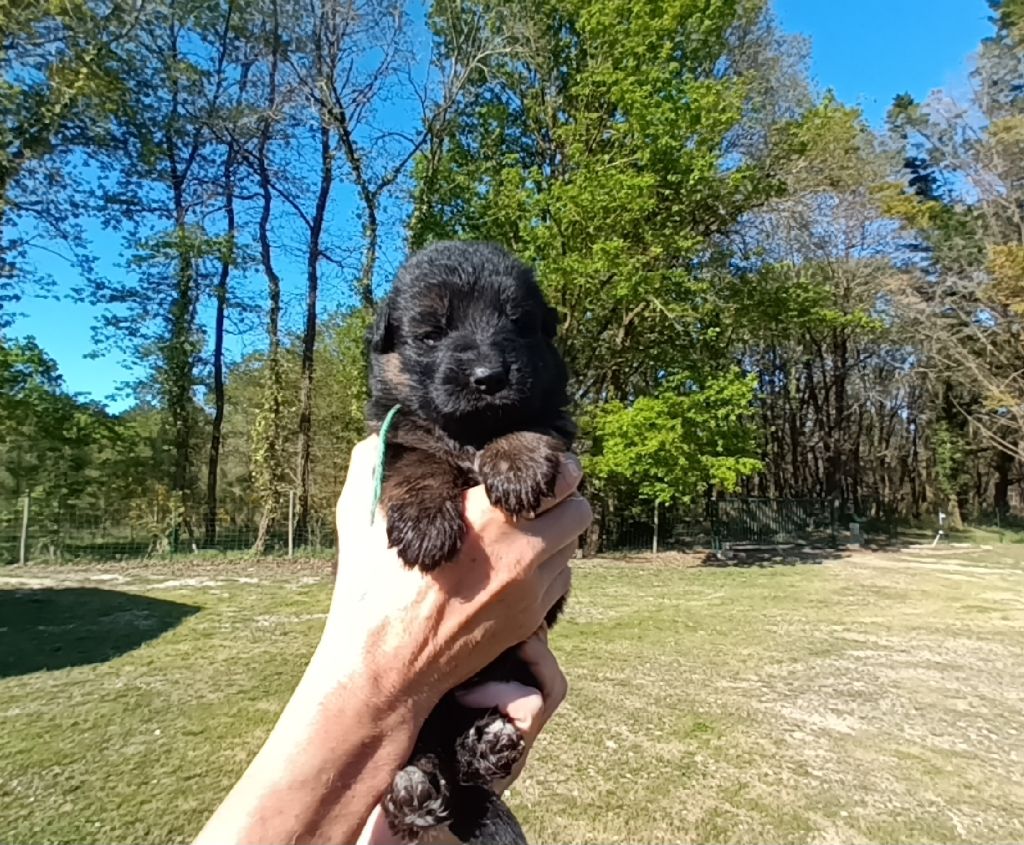 De L'Airial De Chênes - Chiots disponibles - Berger Allemand Poil Long