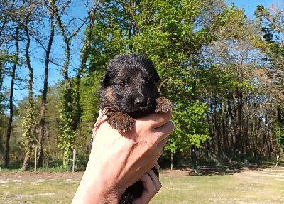 CHIOT
