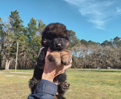 Chiot N°1