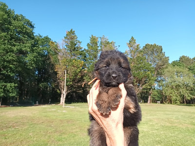Chiot N°3