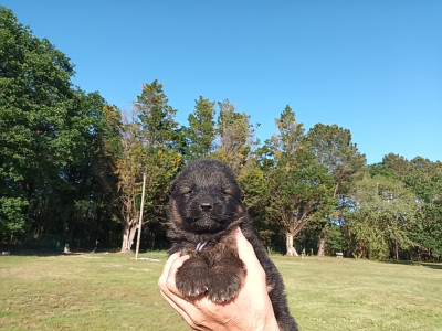Chiot N°2