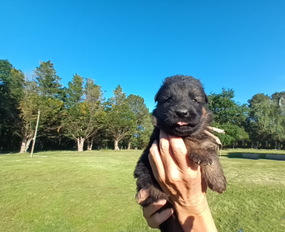 Chiot N°6