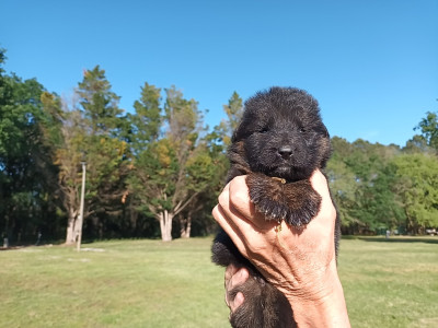 Chiot N°4