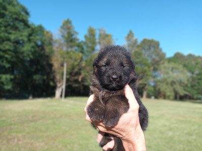 Chiot N°5