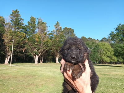 Chiot N°7