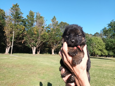 Chiot N°8