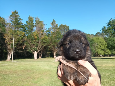 Chiot N°9