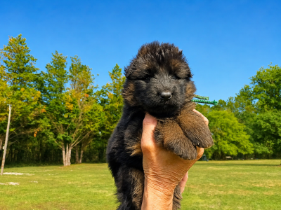 Chiot N°1