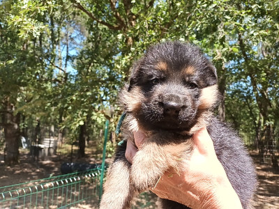 Chiot N°1