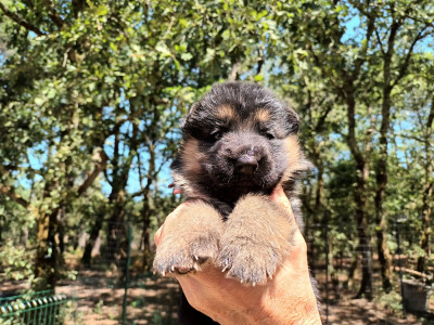 Chiot N°3