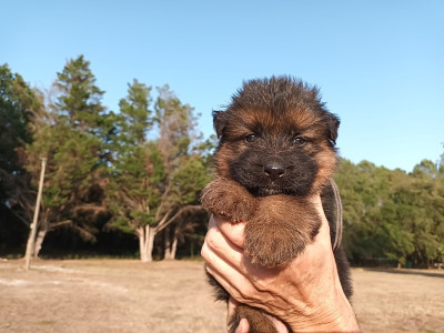 Chiot N°1