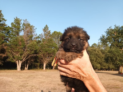 Chiot N°2