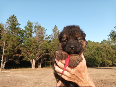 Chiot N°3