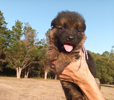 Chiot N°4