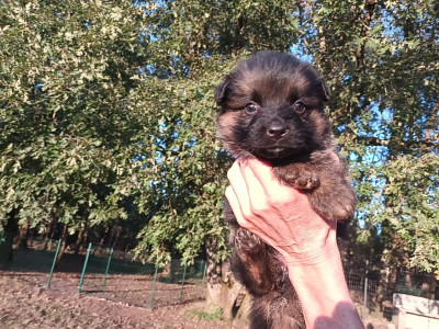 Chiot N°5
