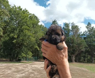 Chiot N°1