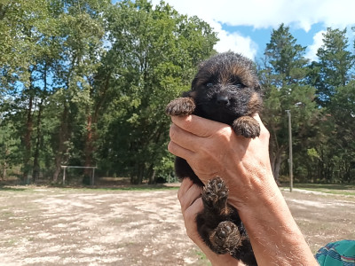 Chiot N°2