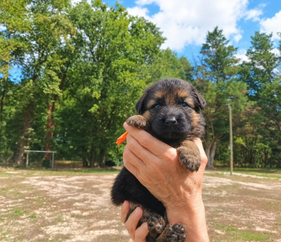 Chiot N°6