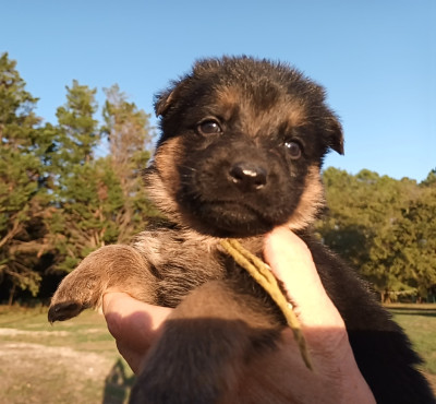 Chiot N°2