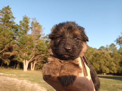 Chiot N°6