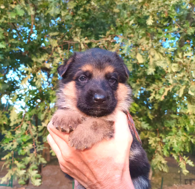 Chiot N°8