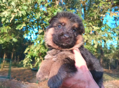 Chiot N°7