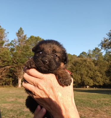 Chiot N°9