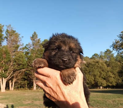 Chiot N°10