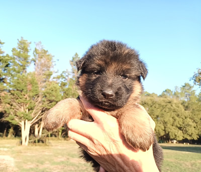Chiot N°3