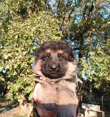 Chiot N°4