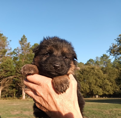 Chiot N°5
