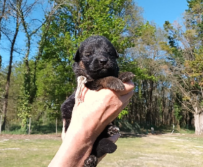 CHIOT