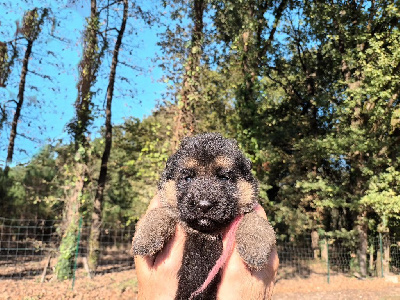 CHIOT 7