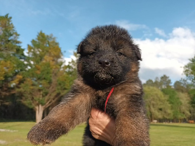CHIOT