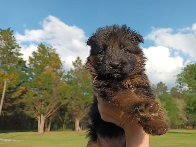 CHIOT