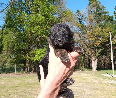 CHIOT