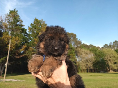 CHIOT