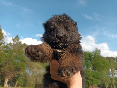 CHIOT
