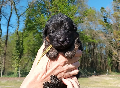 CHIOT