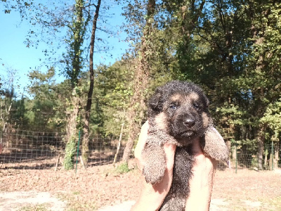 CHIOT 1