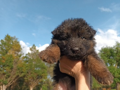 CHIOT
