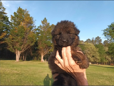 CHIOT