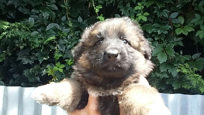 CHIOT 3