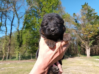 CHIOT