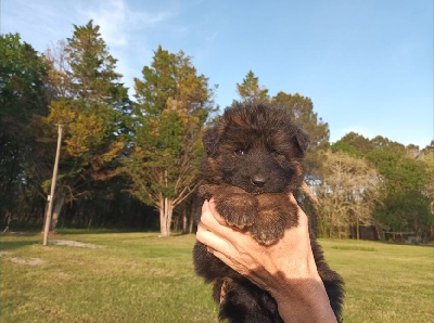 CHIOT
