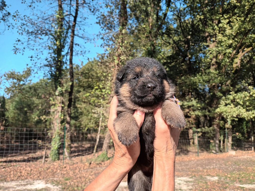 De L'Airial De Chênes - Chiots disponibles - Berger Allemand
