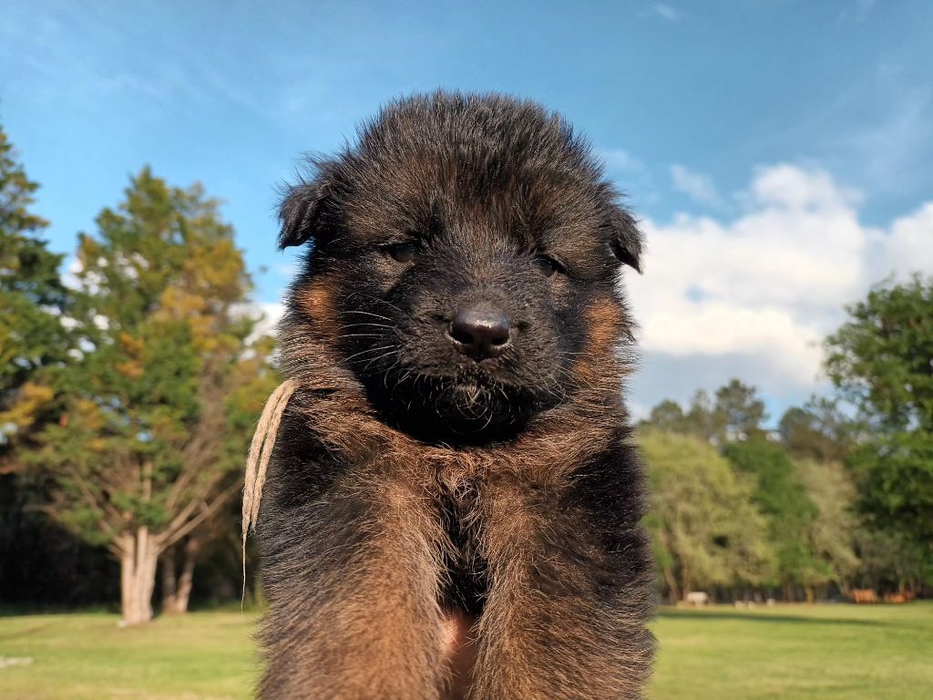 De L'Airial De Chênes - Chiots disponibles - Berger Allemand Poil Long